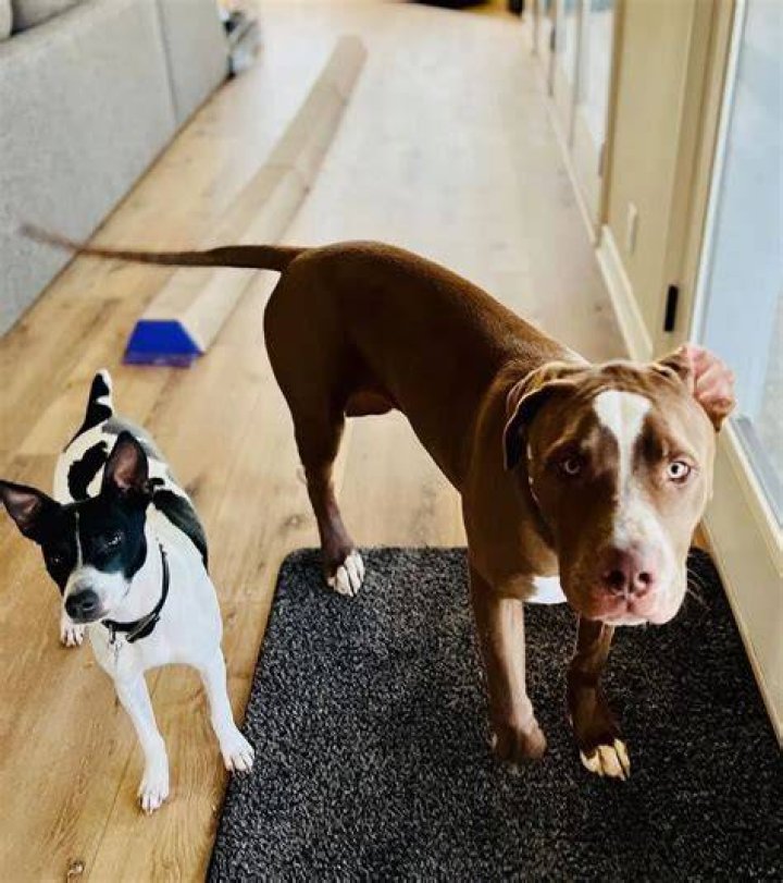Zach McGowan Pets